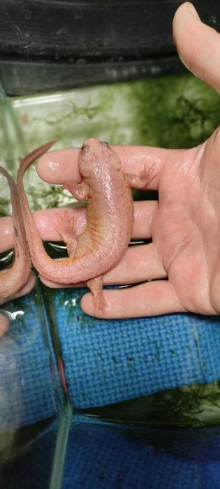 Питомець який прикрасить акваріум