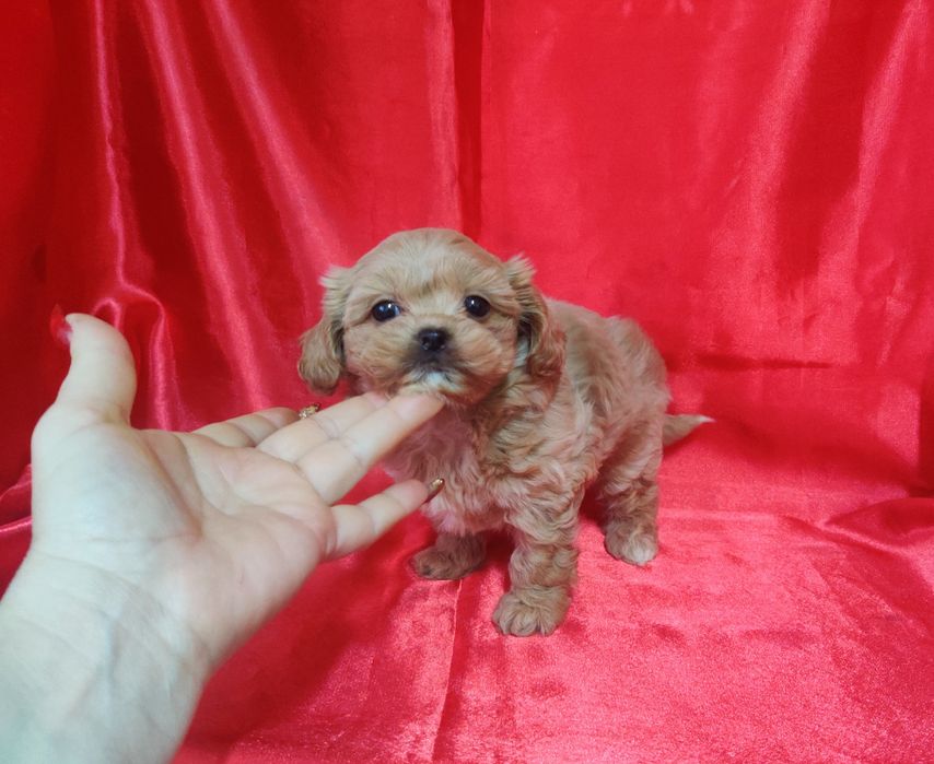 ‼️Шикарная толстушка мальтипу Ф-1