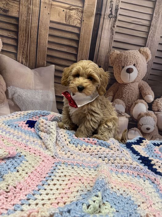 Maltipoo pies tata badania genetyczne