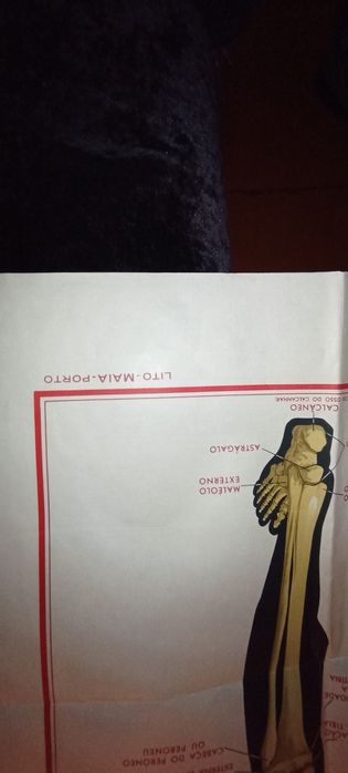 Mapa antigo corpo humano