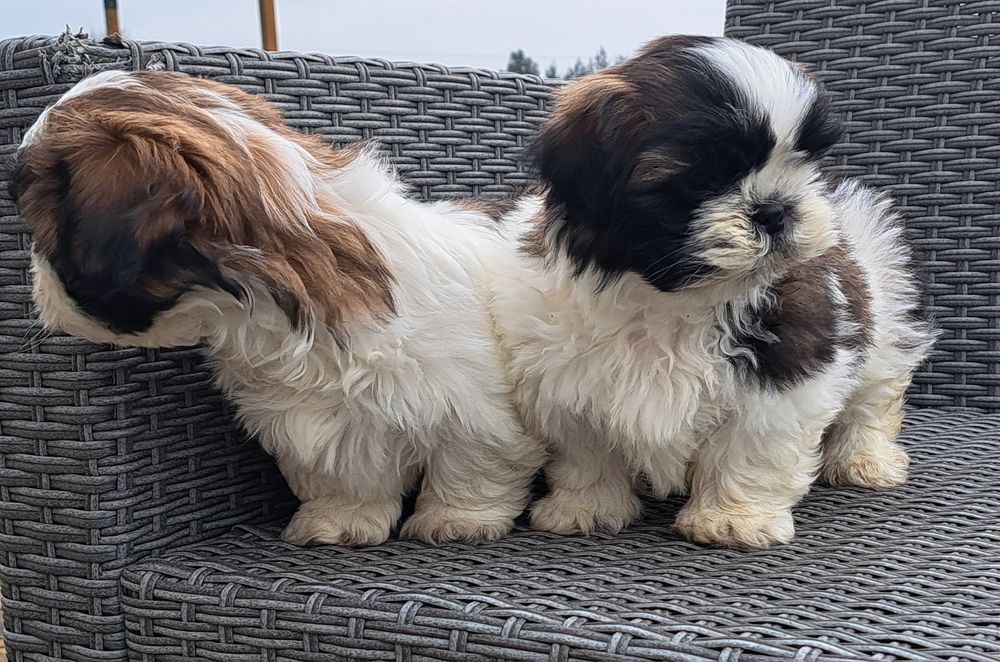 Shih tzu   piesek