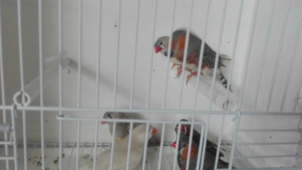 Vendo mandarins machos e fêmeas desponiveis
