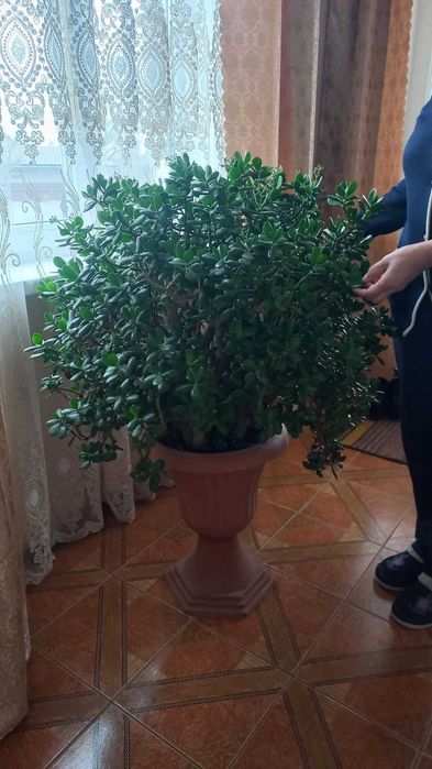 Грошове дерево(товстянка,красула)