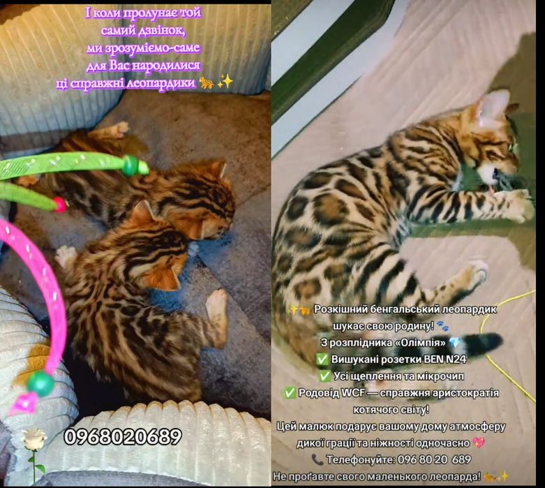 Бенгальські кошенята з ефектним забарвленням Ben N24