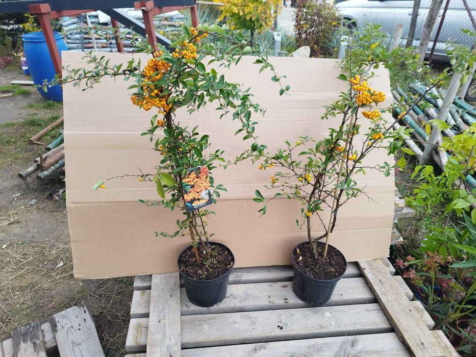 Ognik, Syringa meyeri Palibin, Kocimiętka, Wisteria, Oleander