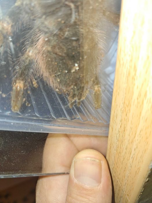 Pająk +terrarium  Nhandu chromatus samica 5,5/6dc
