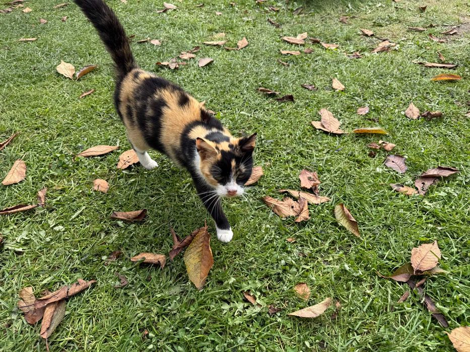 Oddam za darmo nierasowego dorosłego kota