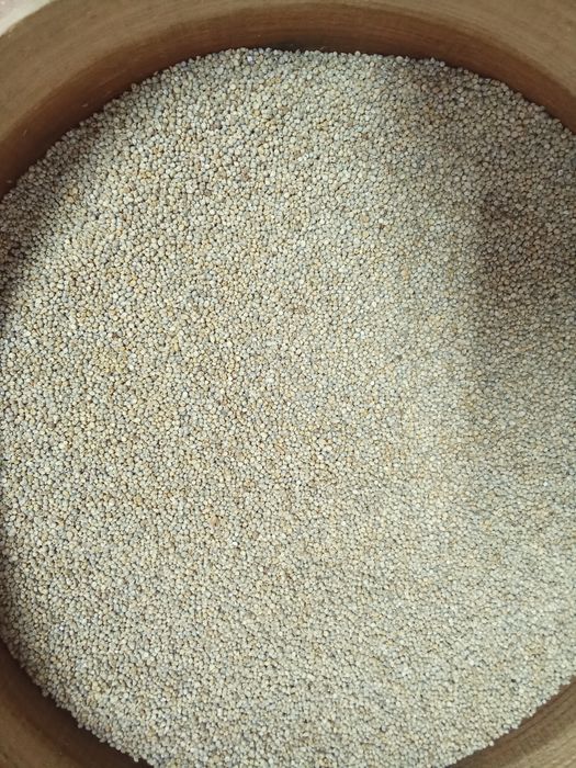 Milhos paincos e sementes africanas