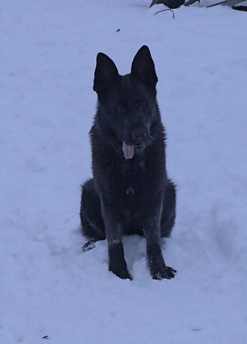 Owczarek niemiecki czarny suka FCI
