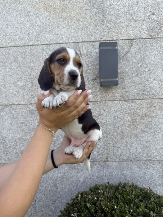 Beagle menino lindo