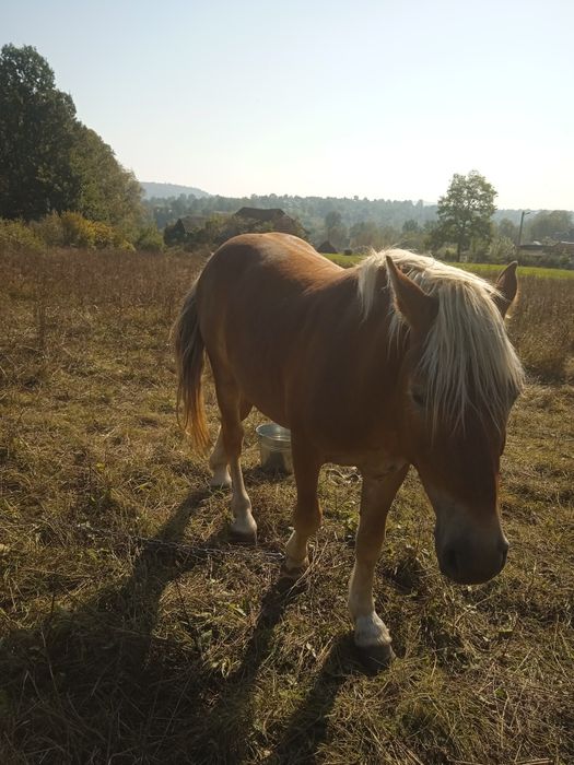 Продам лошака два років деталі за номером телефону