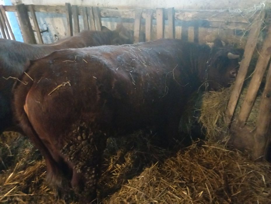 Sprzedam bydło rasy LM