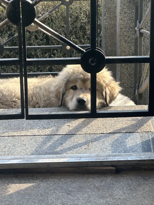 Продаж цуценят кавказькоі вівчарки