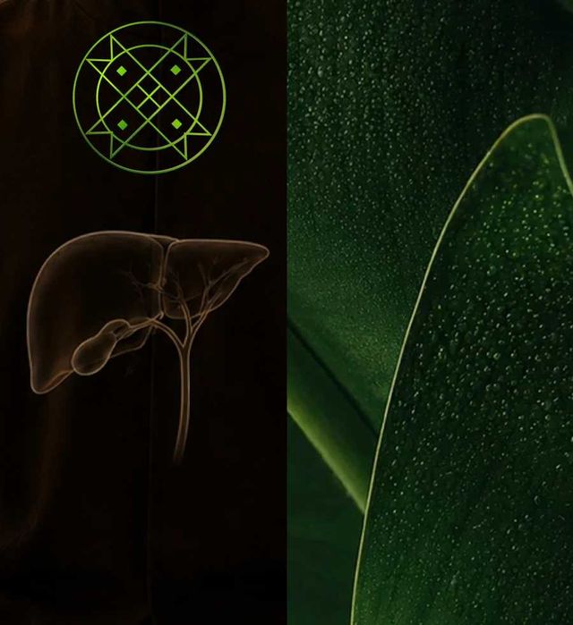 Zen Cleanse Digestive Reset   Zen Cleanse: Reinício Digestivo
