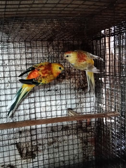 Casal de red rumps