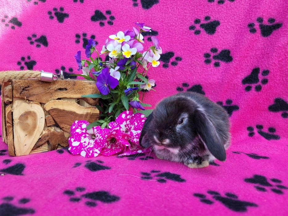 Rasowe króliczki mini lop