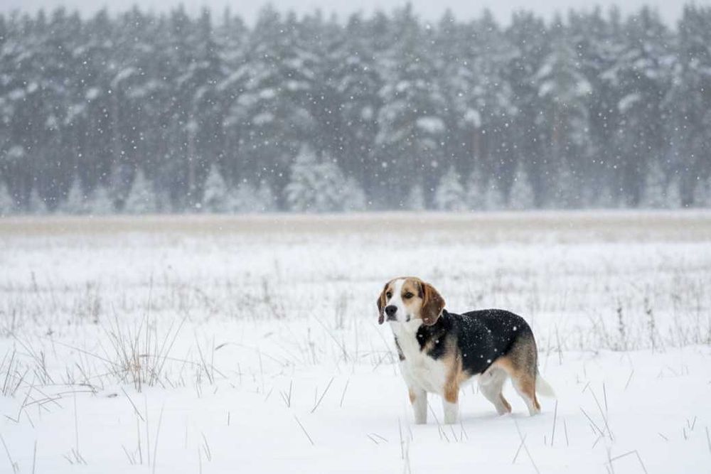 GUMIŚ - śliczny psiak szuka w domu, w typie beagle.