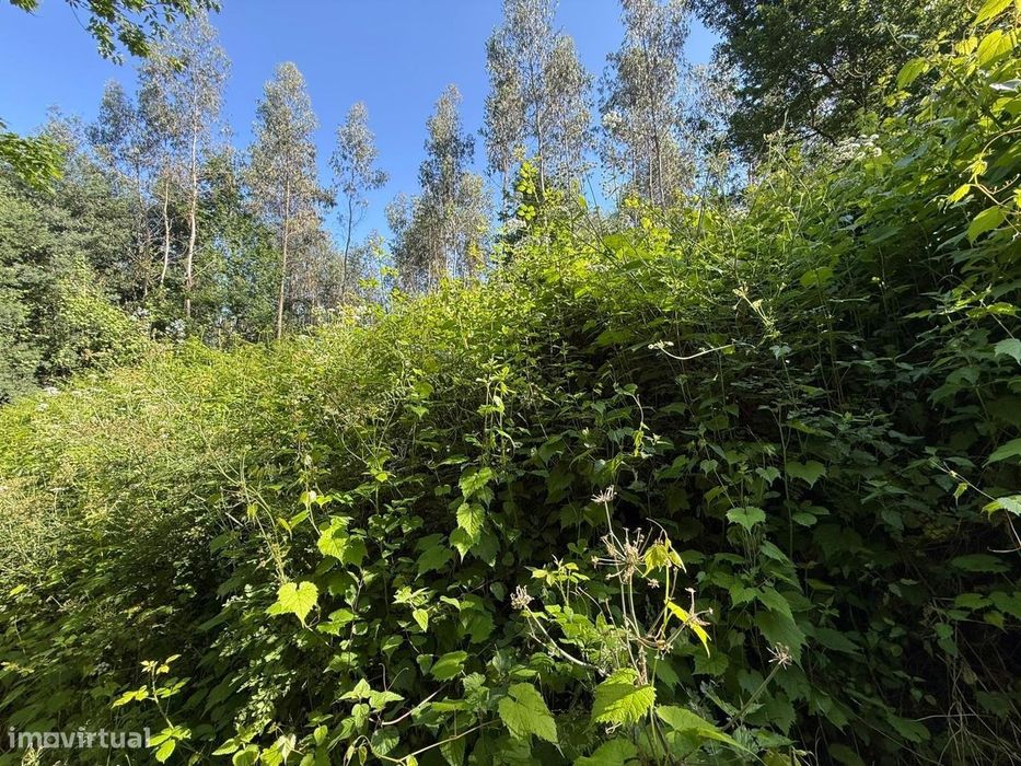 Propriedade mista com 53 hectares em Canedo, Santa Maria da Feira