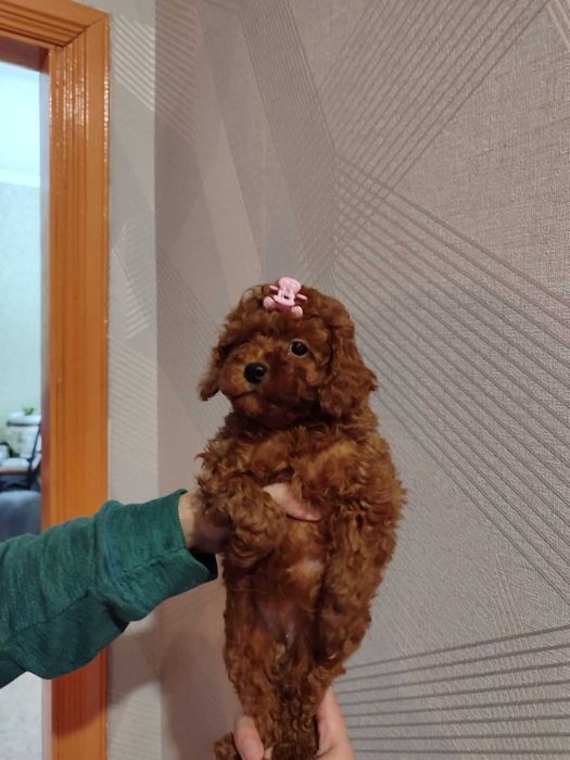 Той пудель ред браун доставка