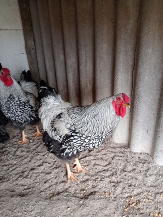 Galos Brahma perdiz dourada e wyandote prata