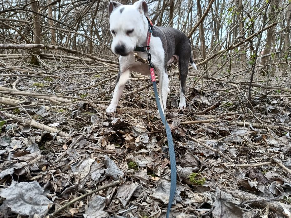 Petsitter Niania dla Twojego Psa