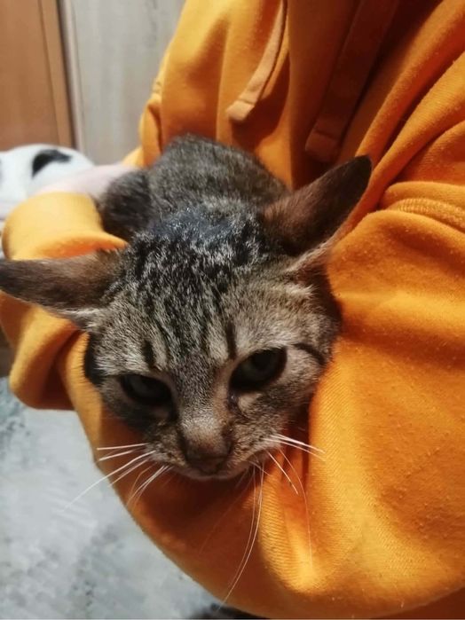 Młoda kotka do pokochania