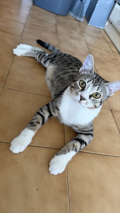 Gatinho bebé ADOÇAO