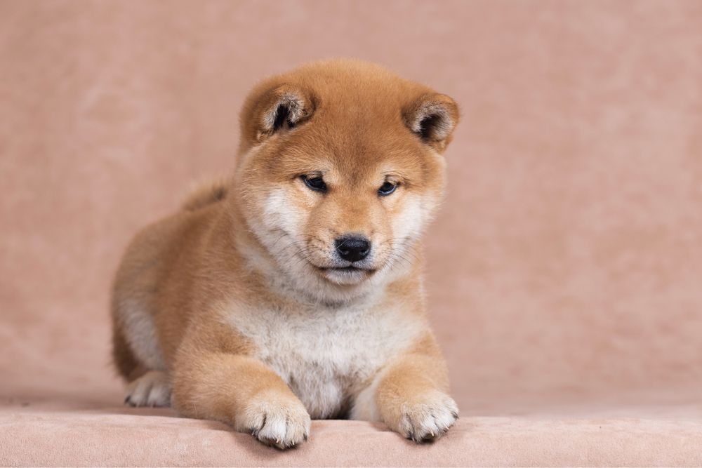 шиба іну/ шиба ину / shiba