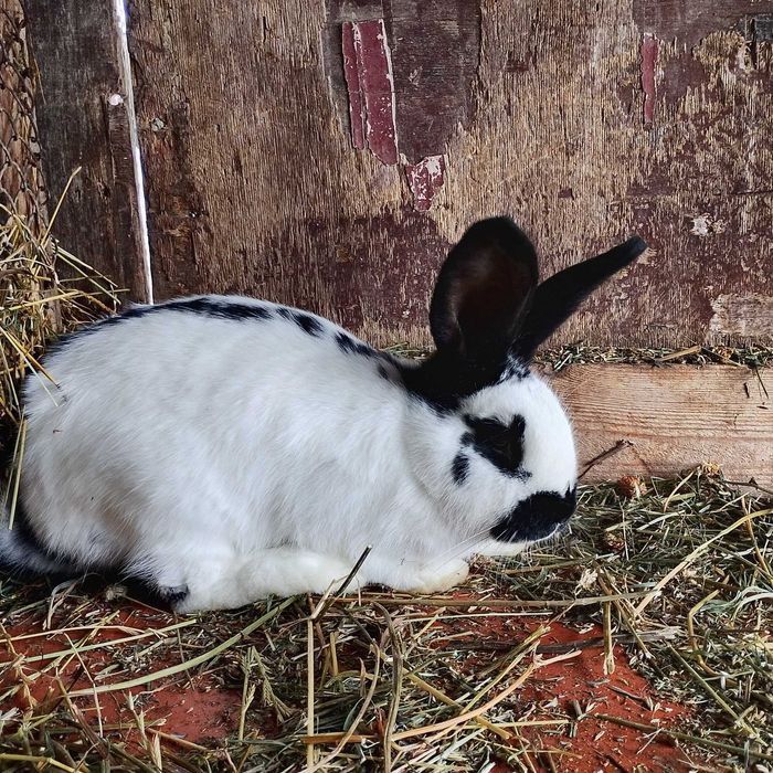 Sprzedam samca srokacza niemieckiego