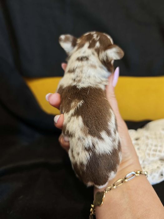 Chihuahua choco merle samiec
