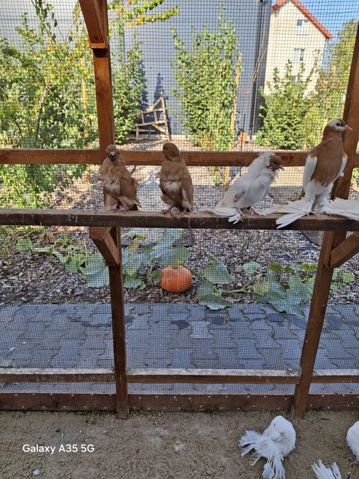 Mewka chińska  samica