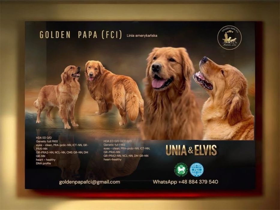 Golden retriever ZKwP/FCI linia amerykańska