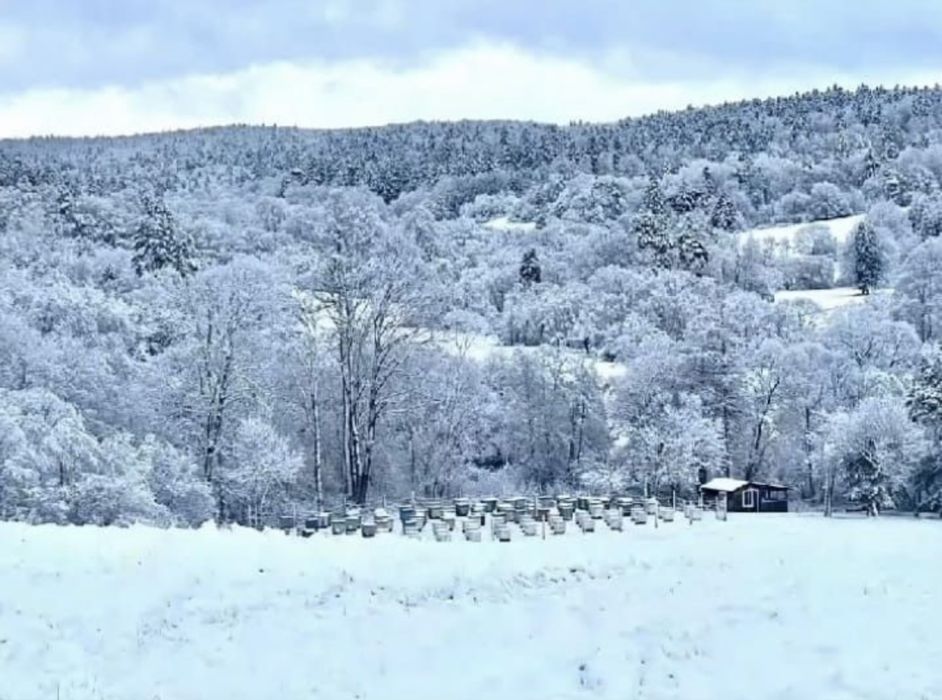 Ekstrakt propolisowy 20%                     2 x butelka 100ml