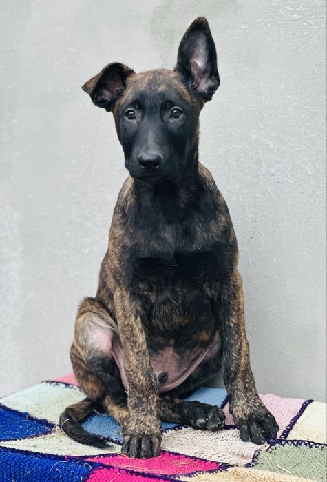 Хердер!- голландская овчарка! Пацан Эрик!