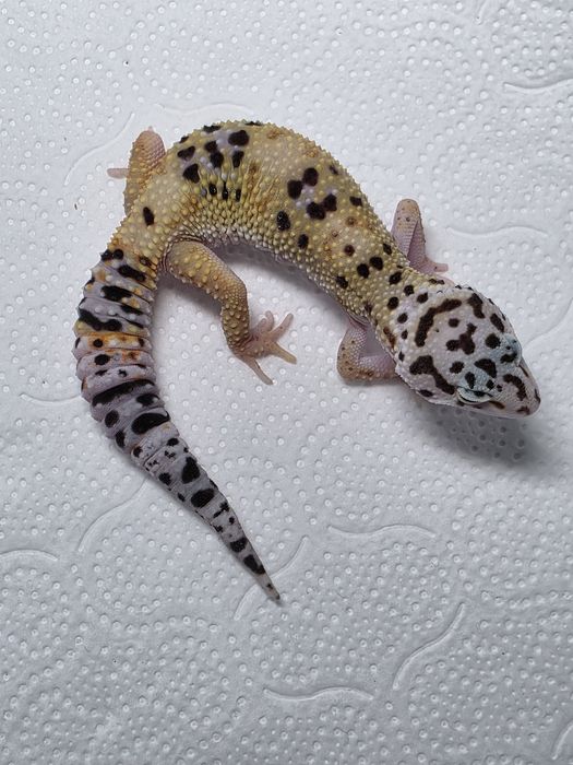 Gekon lamparci gekony lamparcie jaszczurka