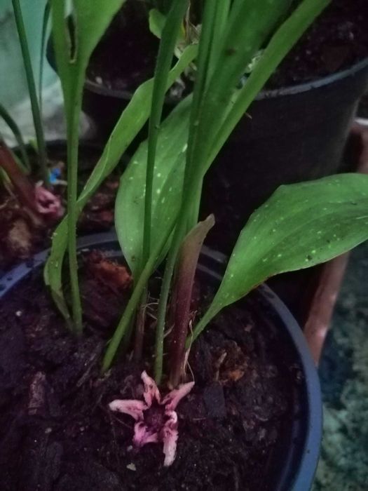 Aspidistra Elatior Milky Way