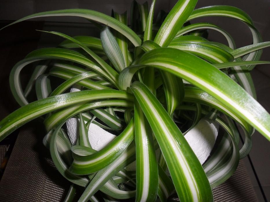 продается хлорофитум бони