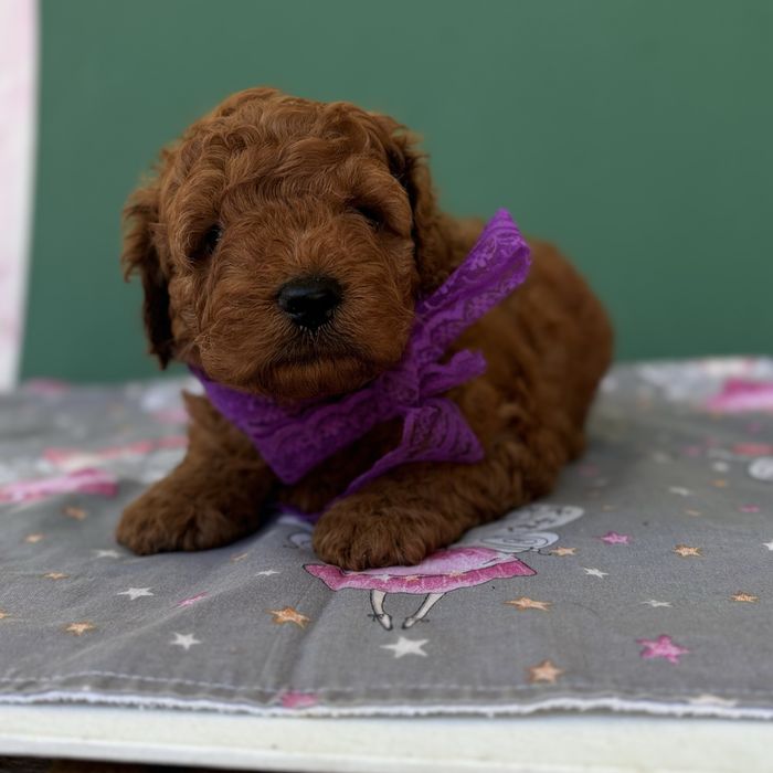 шикарний хлопчик у забарвленні RED BRAUN.