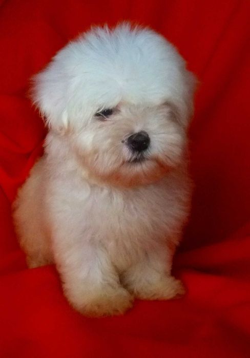 cachorro bichon maltês com qualidade