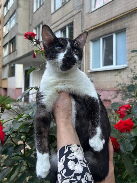 Віддам в добрі руки кошеня