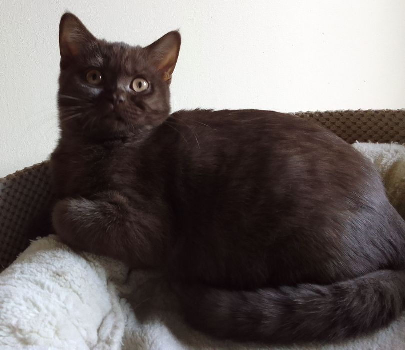 Piękna  kotka  brytyjska czekoladowa-rodowód FPL -do odbioru