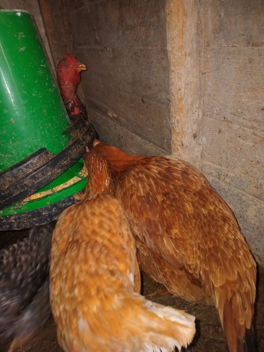 Galinhas poedeiras e galinhas de raca
