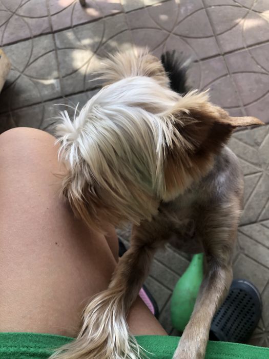 Вʼязка Бівер стандарт 3,4 кг Йоршинський терʼєр