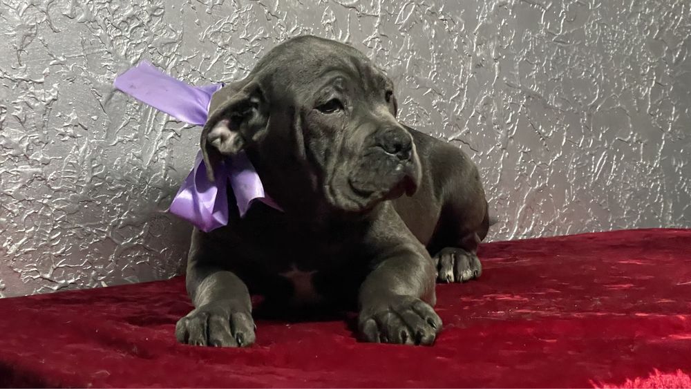 Кане корсо дівчинка