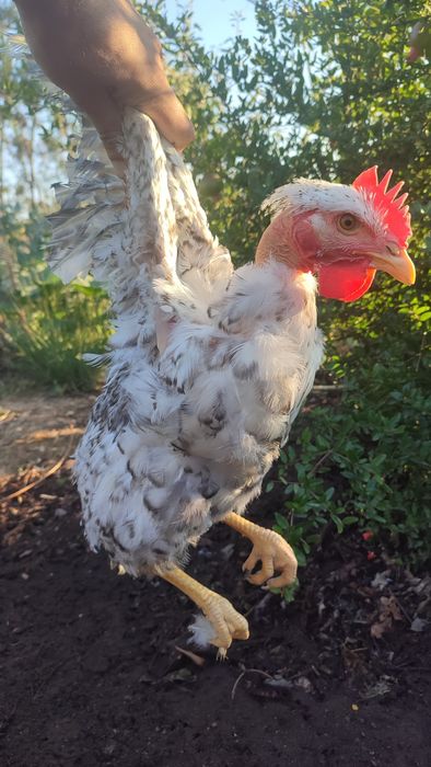 Frangos  do campo
