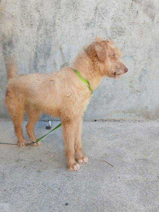 Zeus para adoção muito responsável