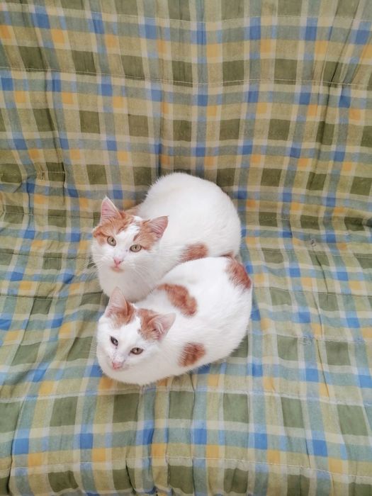 Отдам даром в добрые руки бело-рыжих котиков