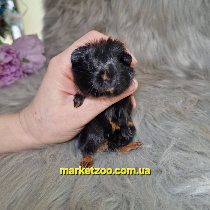 Морська свинка, морські свинки, морская свинка, морские свинки,ам.висл