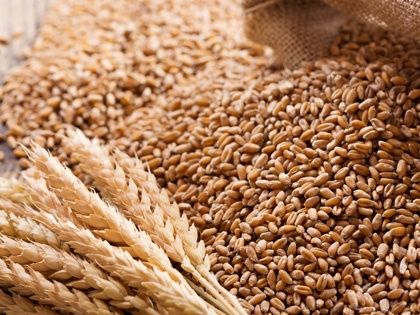 Ячмінь Пшениця Кукурудза