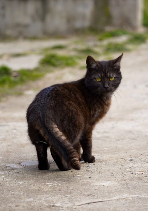 Вуличні коти, кішки, молоді